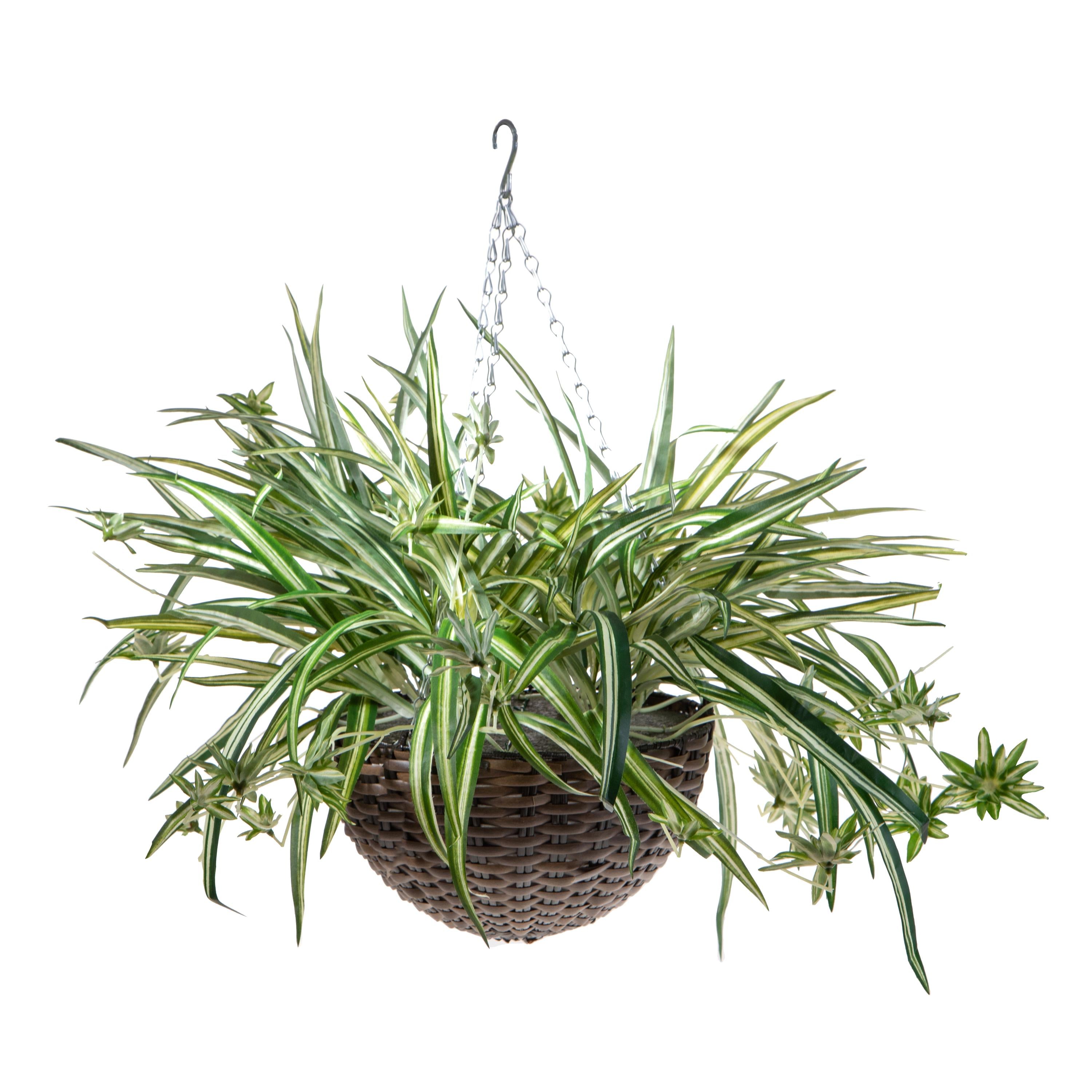 Pianta Artificiale Sanseveria Ø15x80 cm con Vaso Verde – acquista su  Giordano Shop