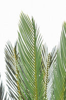 Pianta Artificiale Palma Cycas 28 Foglie H120 con Vaso Verde-2