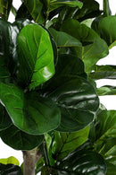 Pianta Artificiale Ficus Lyrata 153 Foglie H190 con Vaso Verde-2