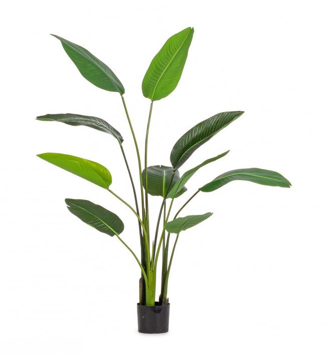 Set 2 Piante Artificiali Strelitzia 90x80x150 cm in Plastica con Vasi Verde-2