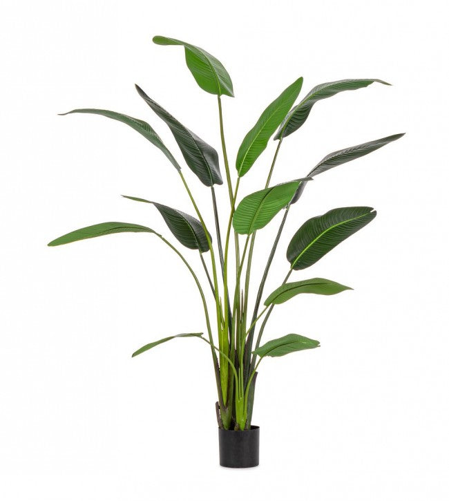 Set 2 Piante Artificiali Strelitzia 120x100x235 cm in Plastica con Vasi Verde-2