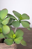 Succulent Artificiale con 2 Diramazioni Altezza 35 cm Verde-3