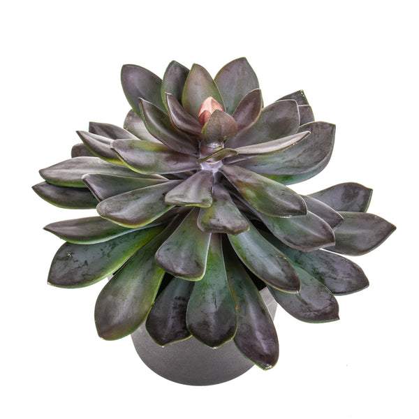 Succulent Artificiale con Vaso Altezza 28 cm Verde acquista