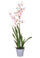 Orchidea Artificiali Oncidium con Vaso Altezza 40 cm Rosa