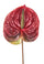 Set 6 Fiori Artificiali di Anthurium Altezza 70 cm Rosso