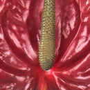 3 Fiori Artificiali di Anthurium Altezza 70 cm Rosso-3