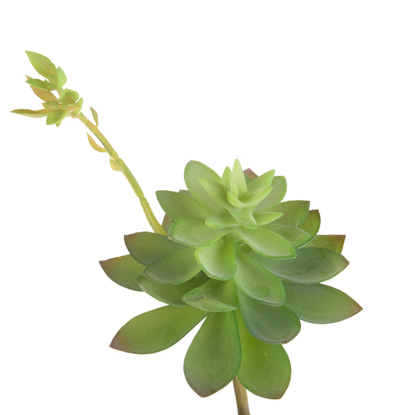 online Set 6 Echeveria Cactus Artificiale Altezza 21 cm Verde