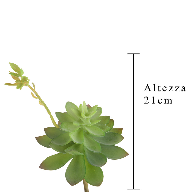 2 Echeveria Cactus Artificiale Altezza 21 cm Verde-2