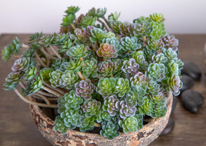 Set 9 Aoenium Succulent Artificiale Altezza 12 cm Verde – acquista su  Giordano Shop