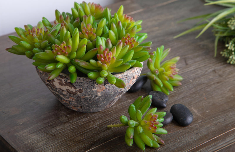 4 Crassula Cactus Artificiale Altezza 9 cm Verde-3