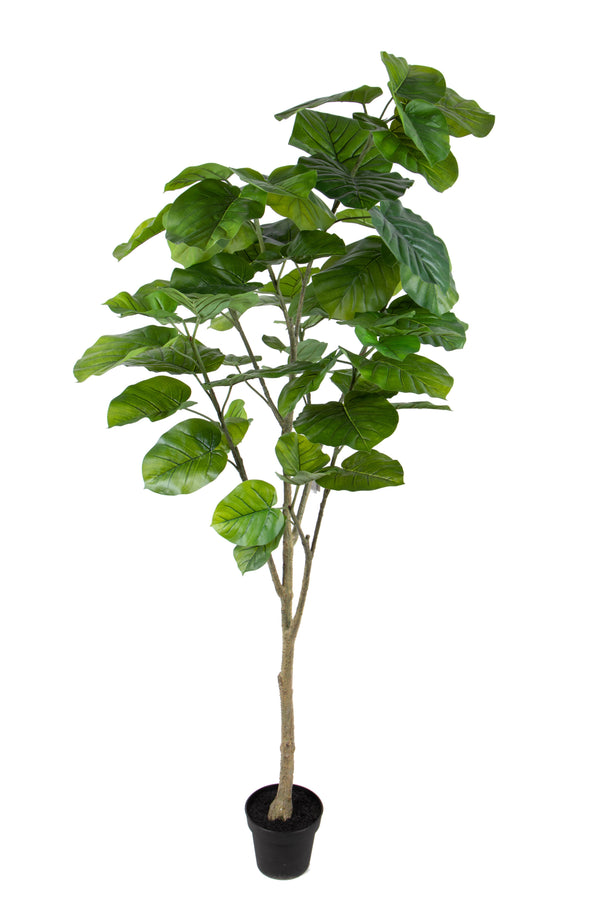 online Pianta Artificiale di Ficus Real Touch con 64 Foglie in Vaso Altezza 200 cm Verde