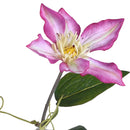 2 Rami Artificiali di Clematis Composto da 2 Fiori Altezza 76 cm Rosa-3