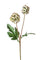 Set 6 Rami Artificiali di Scabiosa Stellata con Fiori Artificiali Altezza 58 cm Verde