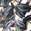 Cadente Mini Tradescantia Artificiale con 302 Foglie H50 cm -2