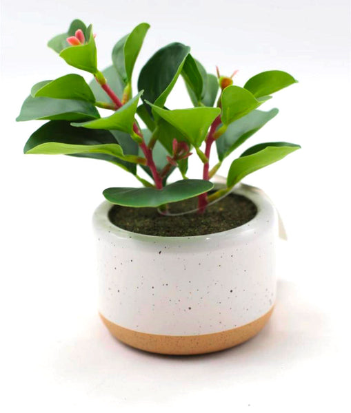 Pianta Artificiale Sanseveria Ø15x80 cm con Vaso Verde – acquista su  Giordano Shop