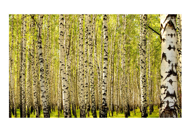 Carta da Parati Fotomurale - Foresta di Betulle 450x270 cm Erroi-2