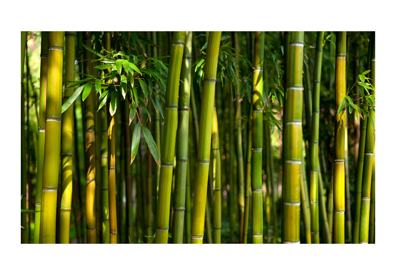 Carta da Parati Ponte nella Foresta di Bambù Fotomurale