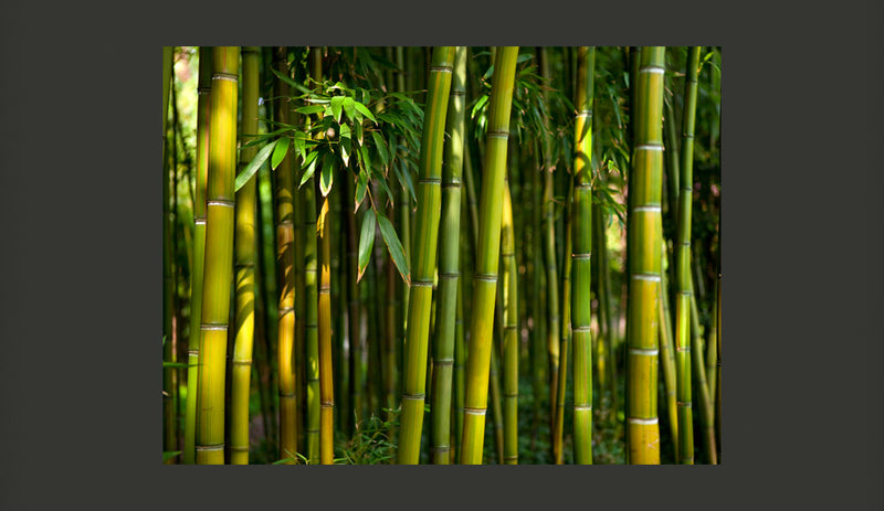 Fotomurale - Asiatica Foresta di Bambù 200X154 cm Carta da Parato Erroi-2