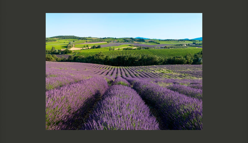 Fotomurale - Campi Di Lavanda Carta Da Parato Erroi – acquista su Giordano  Shop