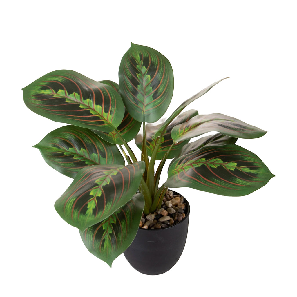 Set 2 Piante Artificiali Maranta 11 Foglie in Vasi 36 cm – acquista su  Giordano Shop