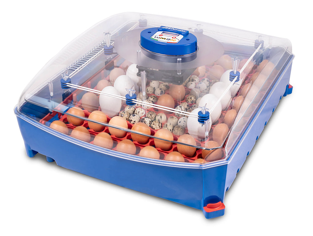 Incubatrice per uova Automatica Borotto Real 24 trasporto gratis