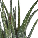 Pianta Artificiale Hawortia Aloe con Vaso H 355 cm-3