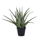 Pianta Artificiale Hawortia Aloe con Vaso H 355 cm-1